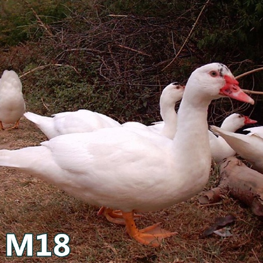南宁半番鸭苗 M18苗