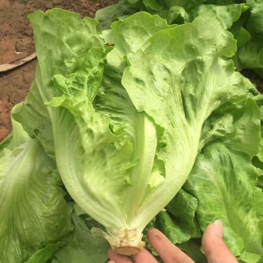 意大利半结球生菜 全年耐抽苔生菜 四季生菜种子袋装400克