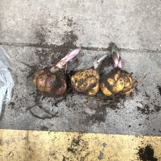昆明 昆明百合花种球批发 香水百合种球