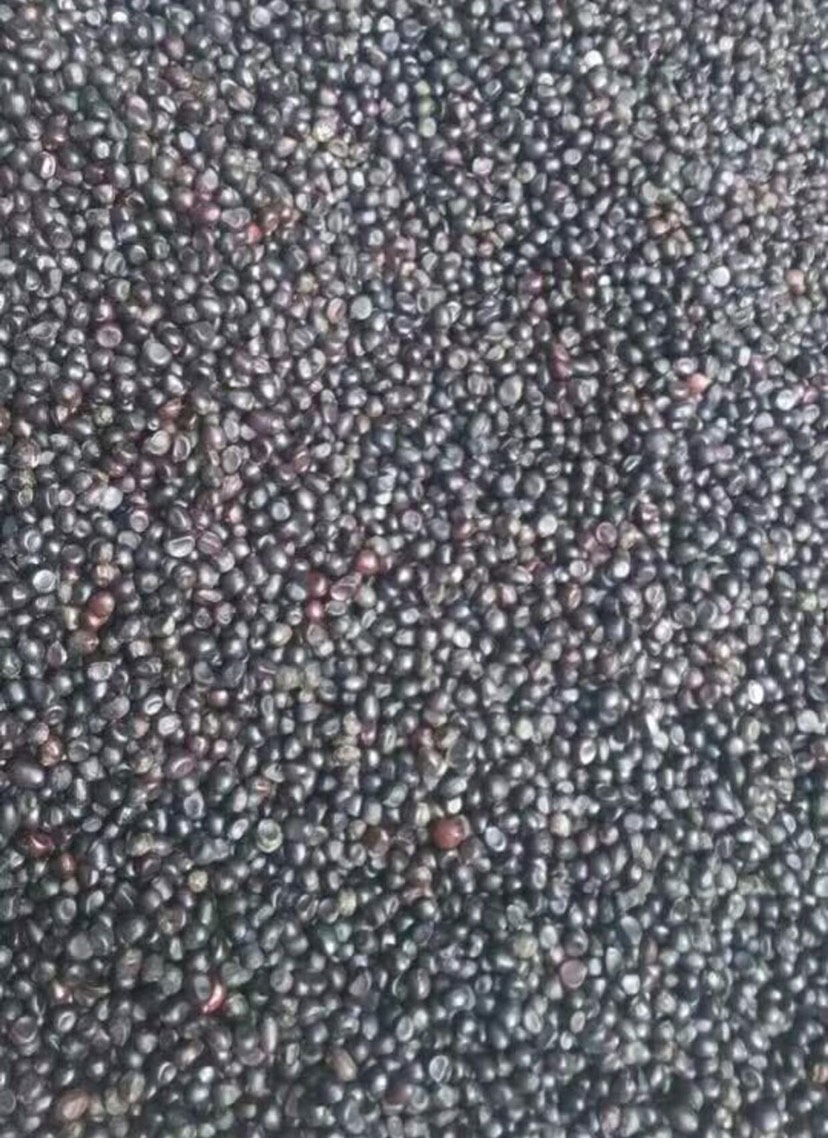 亳州牡丹种子