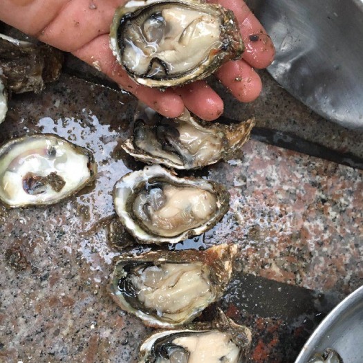 饶平县乳山牡蛎 人工养殖 4-5两/只