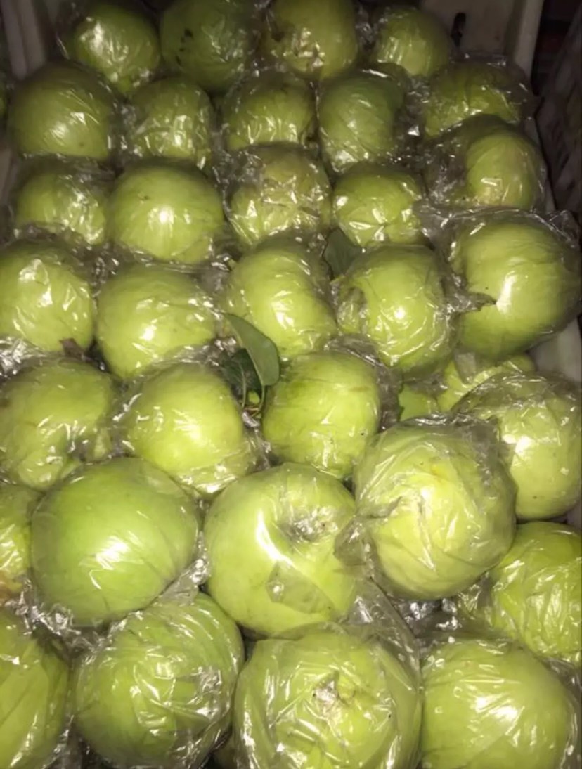  莫里斯苹果大量收货中！
