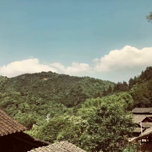 靖州县果园 杨梅，板栗，冰糖橙，柚子，葡萄，碧根果等供出租