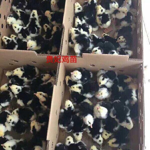 广州 贵妃鸡鸡苗 品种优良