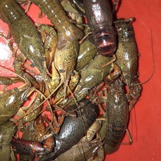 重庆市青壳小龙虾 4-6钱 人工养殖