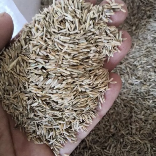安国市早熟禾种子 草坪种子 黑麦草种子 净度高 发芽率高 耐旱力强