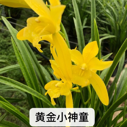 昆明大花惠兰  黄金小神童 兰花 杂交兰