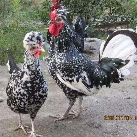 南宁 贵妃鸡苗