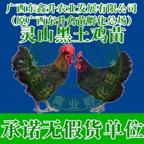 钦州 灵山黑土鸡苗