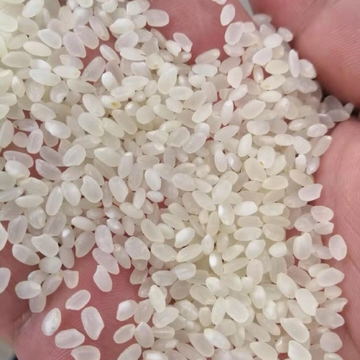 方正县普通黄米 黃米