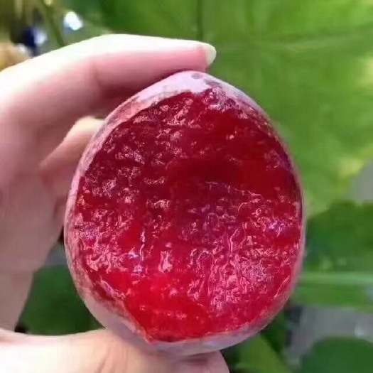 嵊州市 桃形李