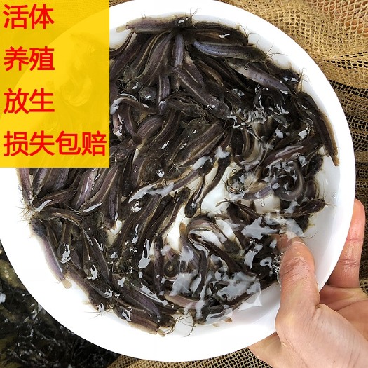 江门本地塘鲺苗 3-6公分各规格塘角鱼全国供应 大口鲶本地三黄苗
