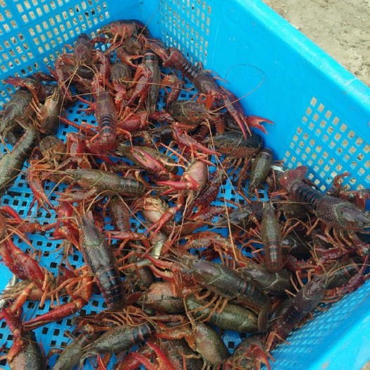 淮安 青红虾，4起通货到炮头789%加炮头%35干净整洁