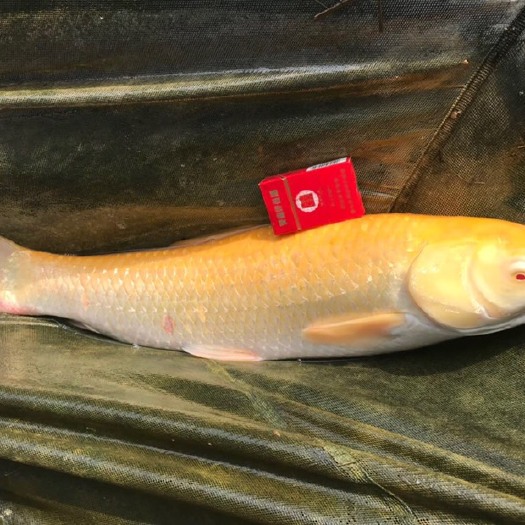 高州市金草鱼苗