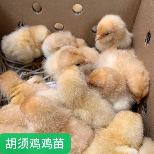 广州 胡须鸡鸡苗 厂家直销 诚信销售 存活率高