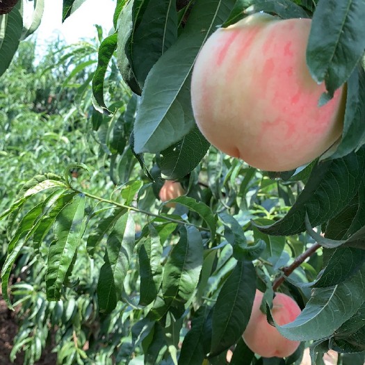 大荔县陕西大荔夏之梦精品毛桃大量上市