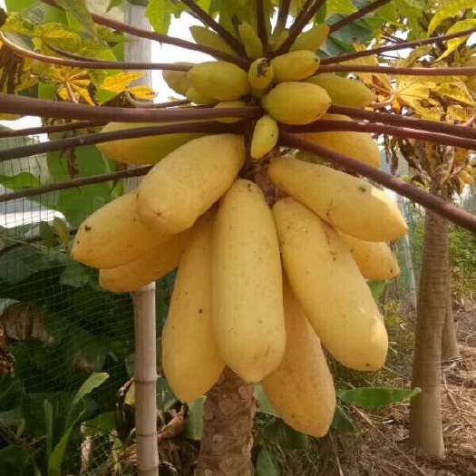 灵山县 黄金木瓜苗   品种保证  场地大量有苗