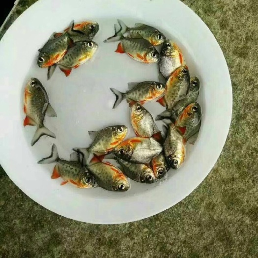 高州市 淡水鲳鱼苗