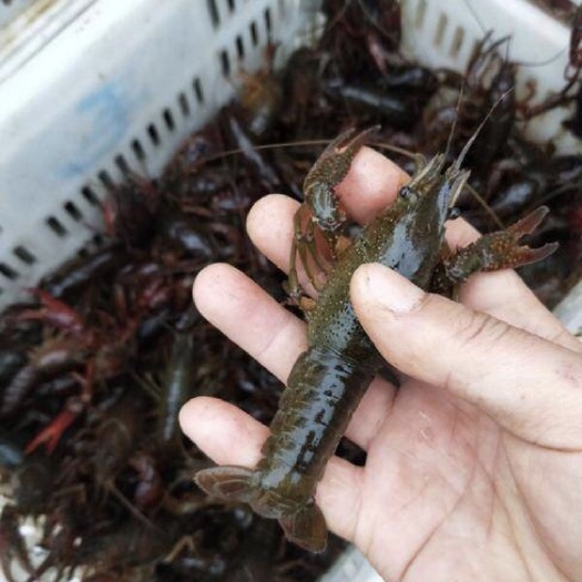 台山市 清水小龙虾
