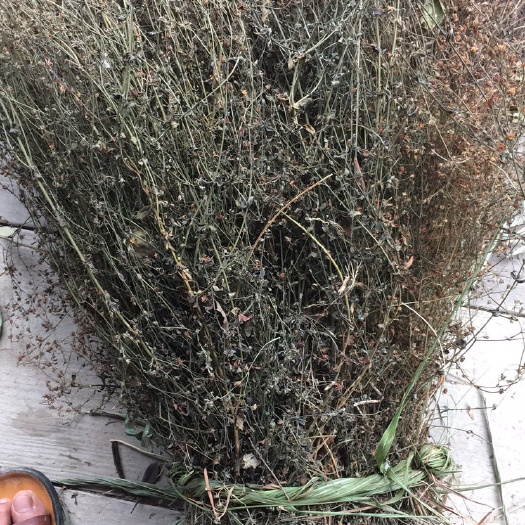 黎平县中药材薄荷 田基黄中草药材
