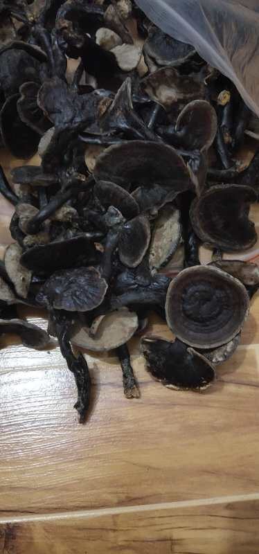 昭平县 灵芝，紫芝。煲汤泡茶好干货，晒干无硫
