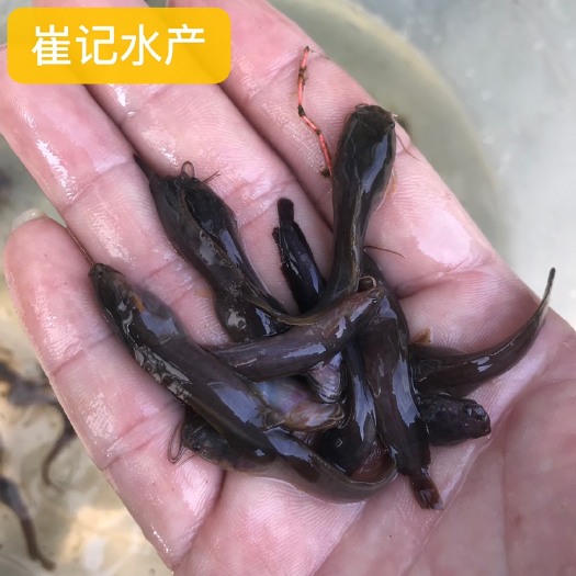 佛山塘鲺苗