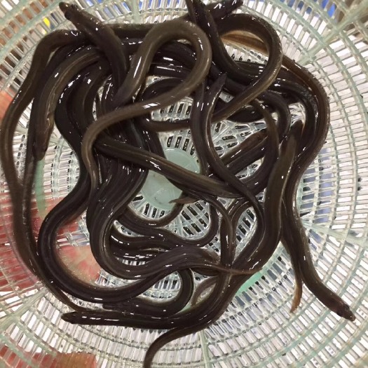 广州 白鳝鱼苗 淡水鳗鱼苗 鱼塘混养苗活体