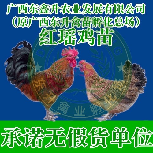 钦州 红瑶鸡苗——承诺无假货单位