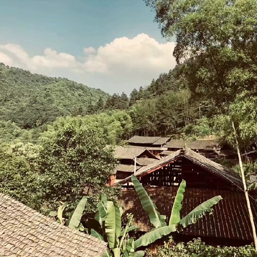 靖州县 靖州杨梅，柚子，桔子，冰糖橙果园等