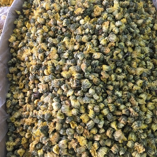 玉林胎菊