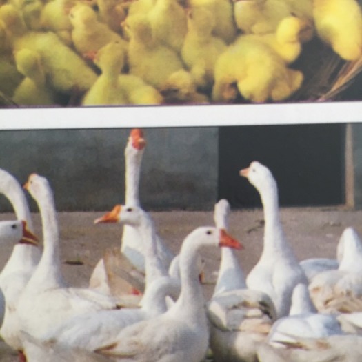 衡阳白鹅苗正规厂家优质禽苗量大价优包路途存活