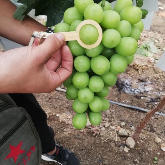 西昌市阳光玫瑰 0.8～2 5%以下 1次果