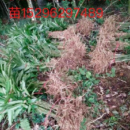 南宁 大量供应满地红春砂仁苗，高含量，皮薄果实饱满
