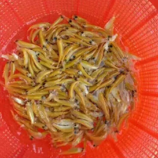 广州俄罗斯金丝鲩鱼苗 特靓A货俄罗斯金丝草鲩，全国接单发货欢迎各位老板前来选购！