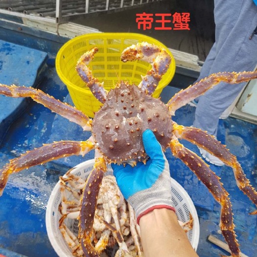 上海 帝王蟹皇帝蟹长脚蟹面包蟹珍宝蟹各种蟹