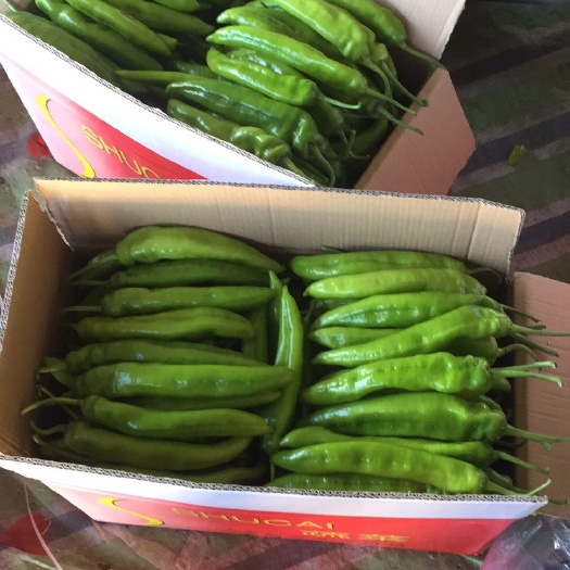 尖椒 10~15cm 微辣 靑色