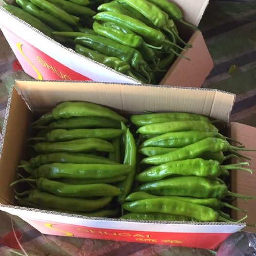 北镇市尖椒 10~15cm 微辣 靑色