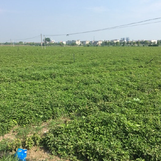 天门市 鱼腥草嫩根 嫩叶 新鲜折耳根