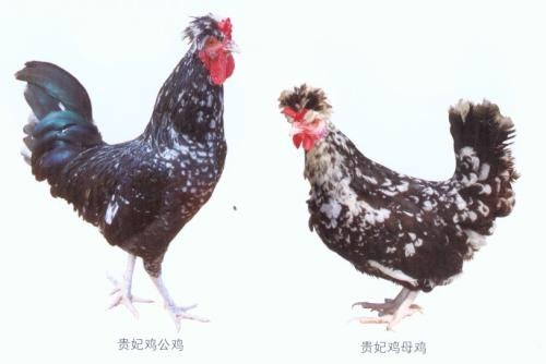 南宁贵妃鸡苗