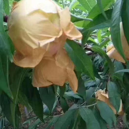 宁波 奉化正宗水蜜桃
