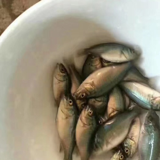 高州市 宝石鲈鱼苗大量出售