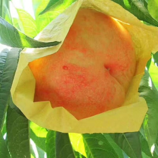无锡阳山水蜜桃单果5两8只装盒箱，现摘现卖，桃园直销