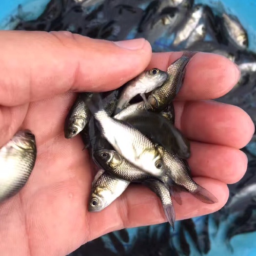 广州中科三号鲫鱼 大量供货中科三号异育银鯽，欢迎各位老板联系订购
