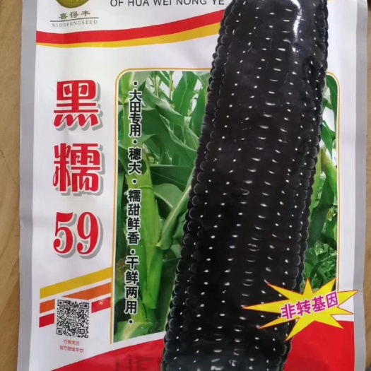 夏邑县 黑糯59，黑糯56玉米种子 大田专用种