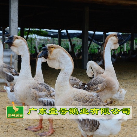 广州 优质狮头鹅苗    包打疫苗包运输路损   提供养殖技术
