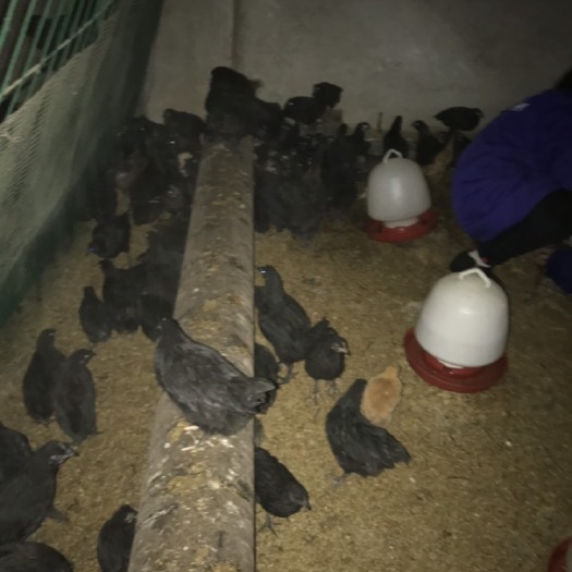 广州绿壳蛋鸡苗 母