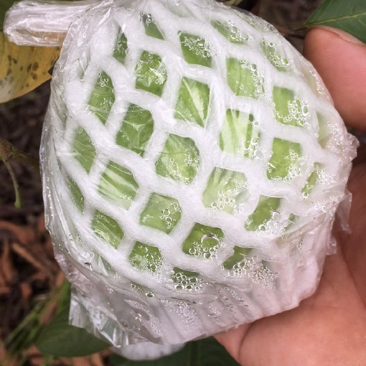 北流市珍珠番石榴苗 珍珠番石榴…白心
