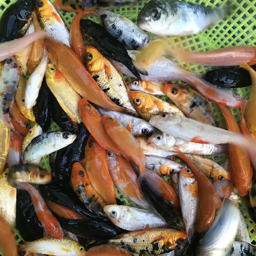 广州锦鲤鱼苗 锦鲤苗大量供应 价格实惠