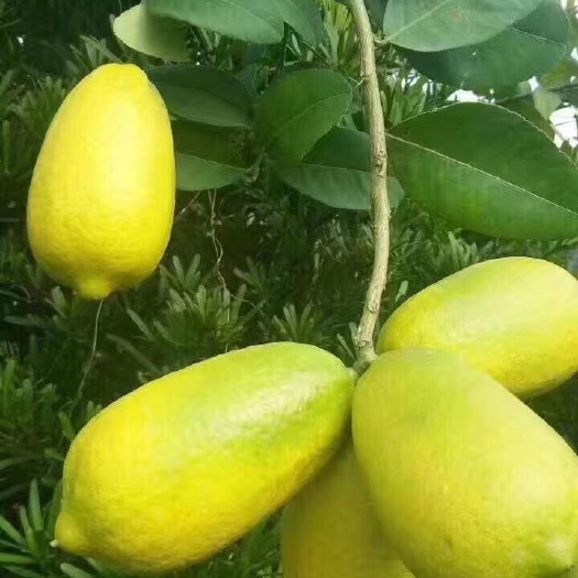 灵山县无核青柠苗 正宗嫁接苗 地苗 杯苗