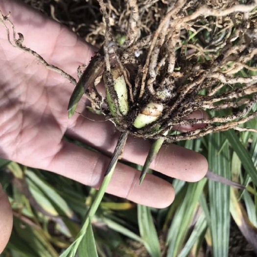 衢州紫花白芨苗 超大块茎白芨种苗